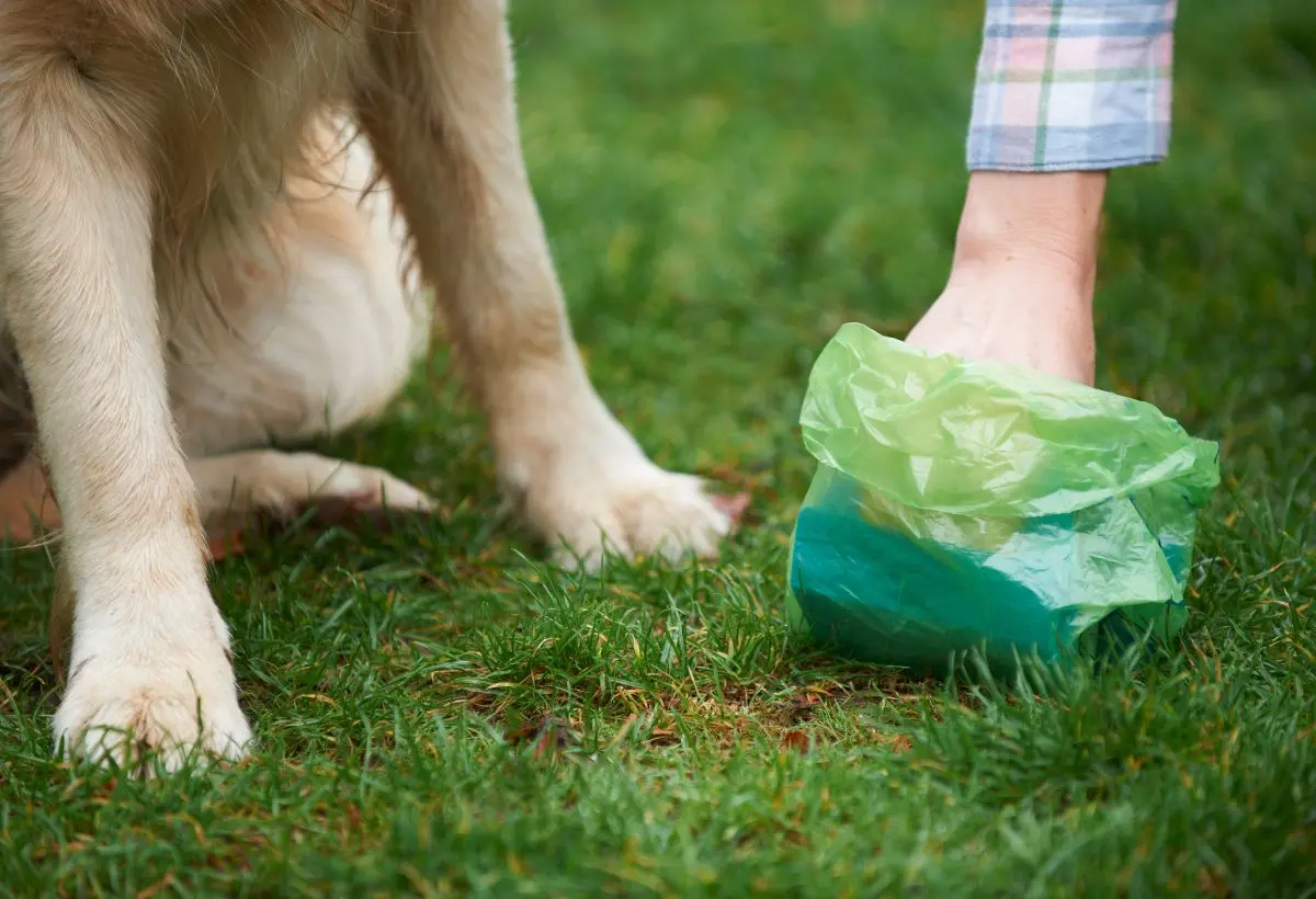 Dog Poop Cleanup Services in Huntington Beach, CA