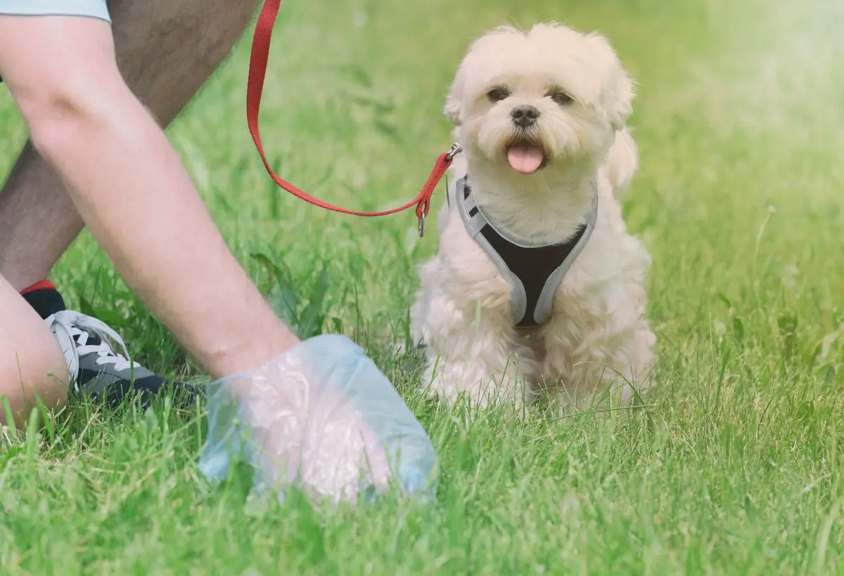 Fountain Valley Poop Scoop Service