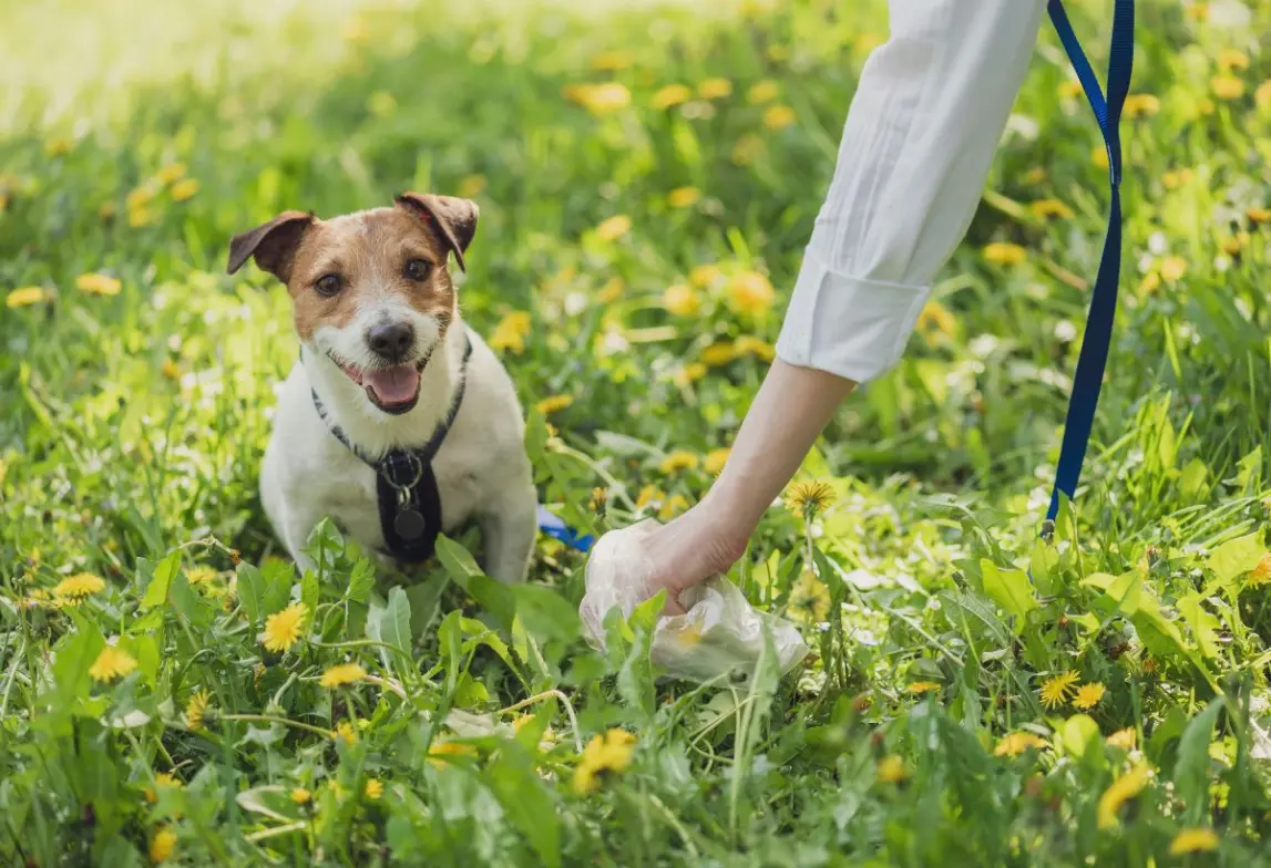 Residential Poop Scoop Service in Huntington Beach